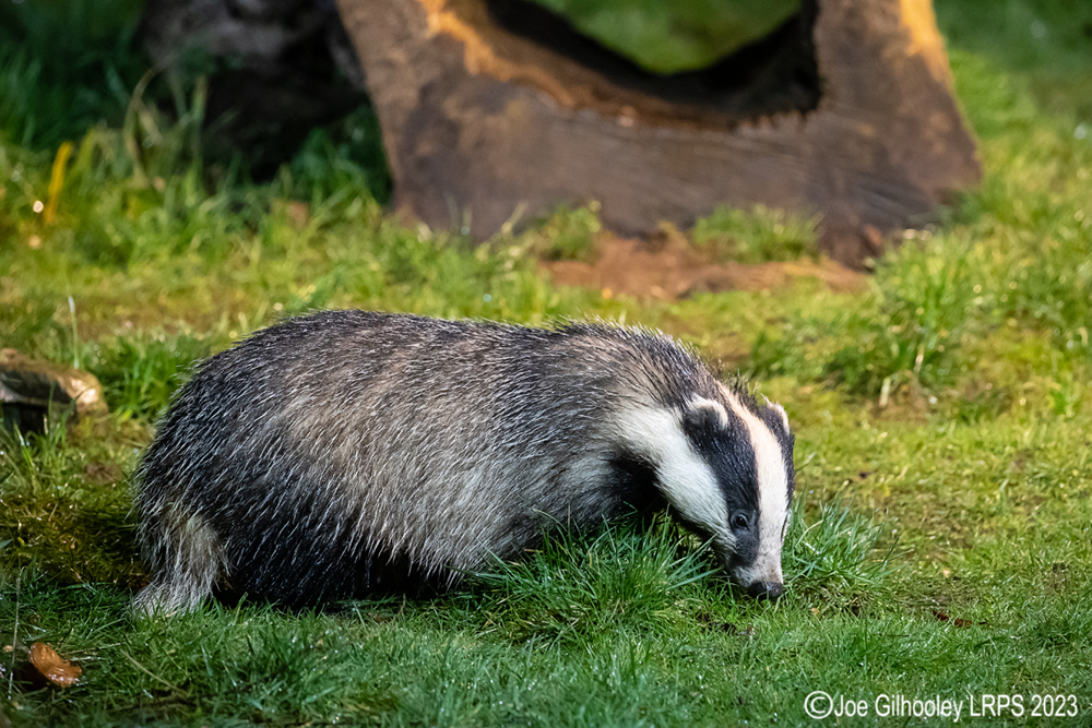 European Badger 