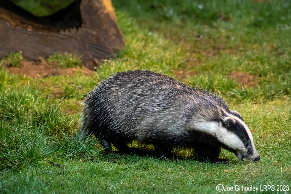 European Badger 