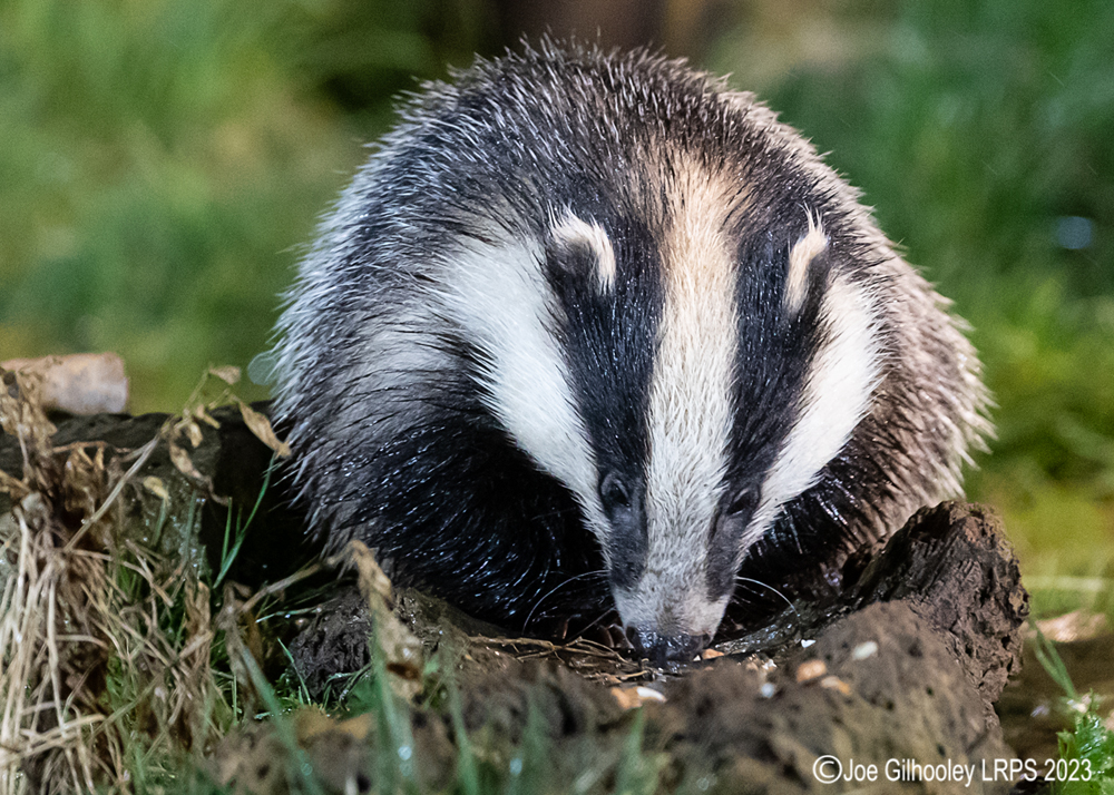 European Badger 