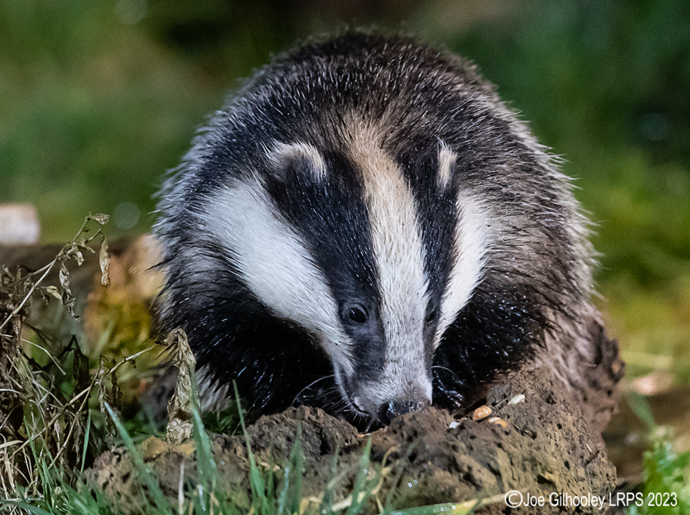 European Badger 