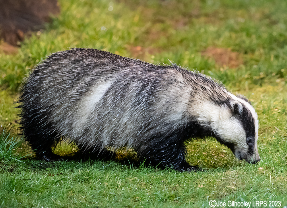 European Badger 