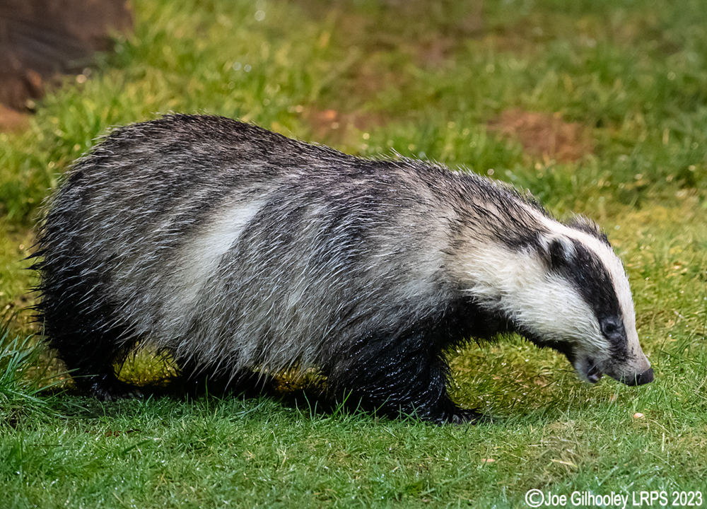European Badger 