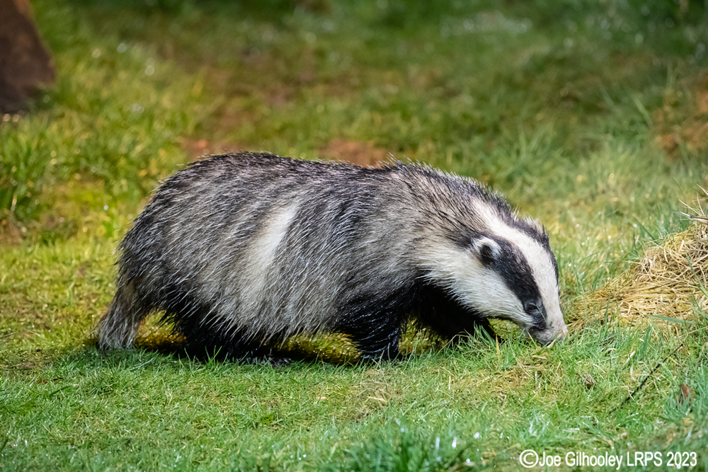 European Badger 