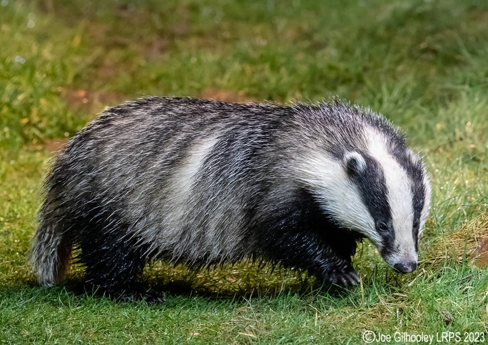 European Badger 