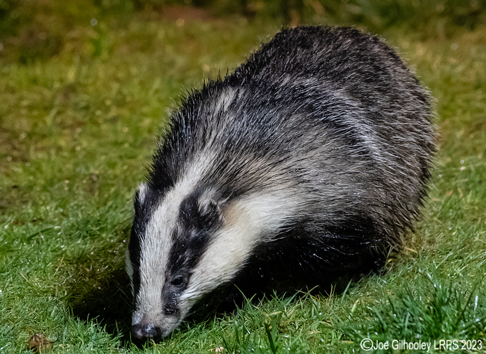 European Badger 