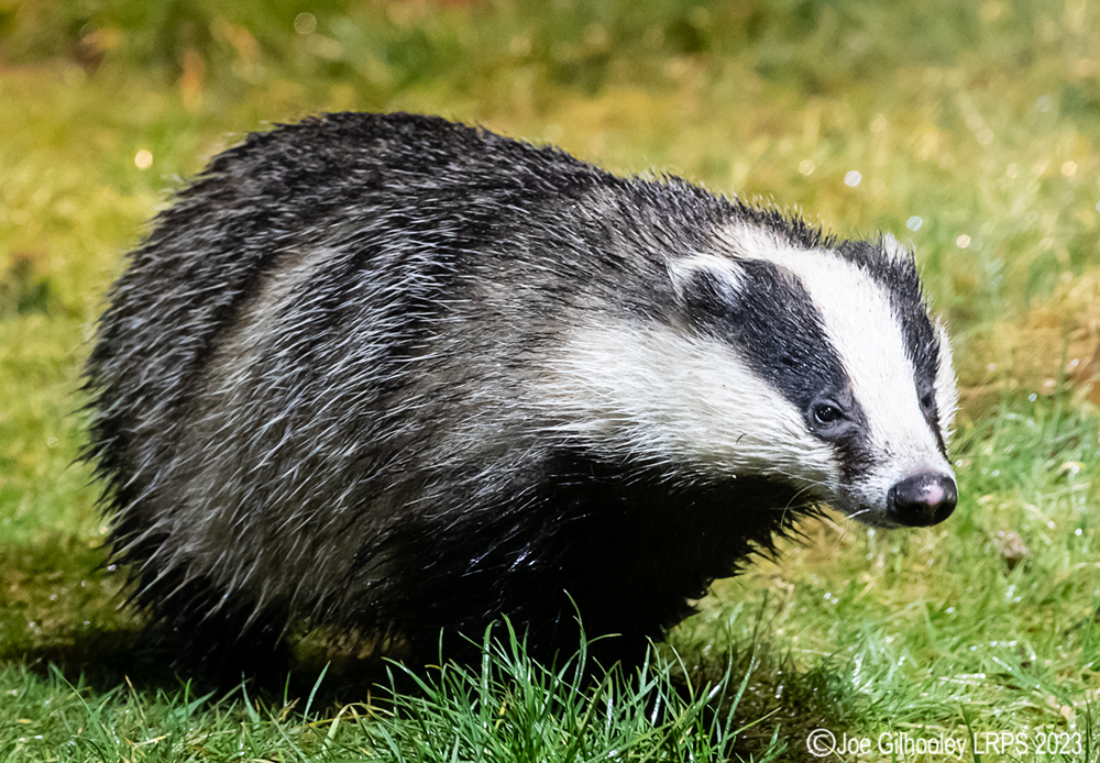European Badger 