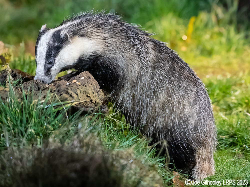European Badger 