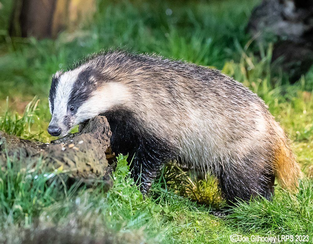 European Badger 