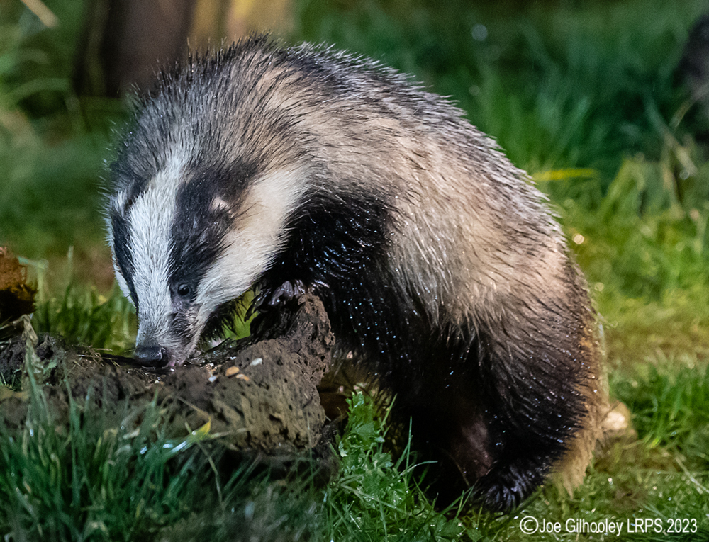 European Badger 