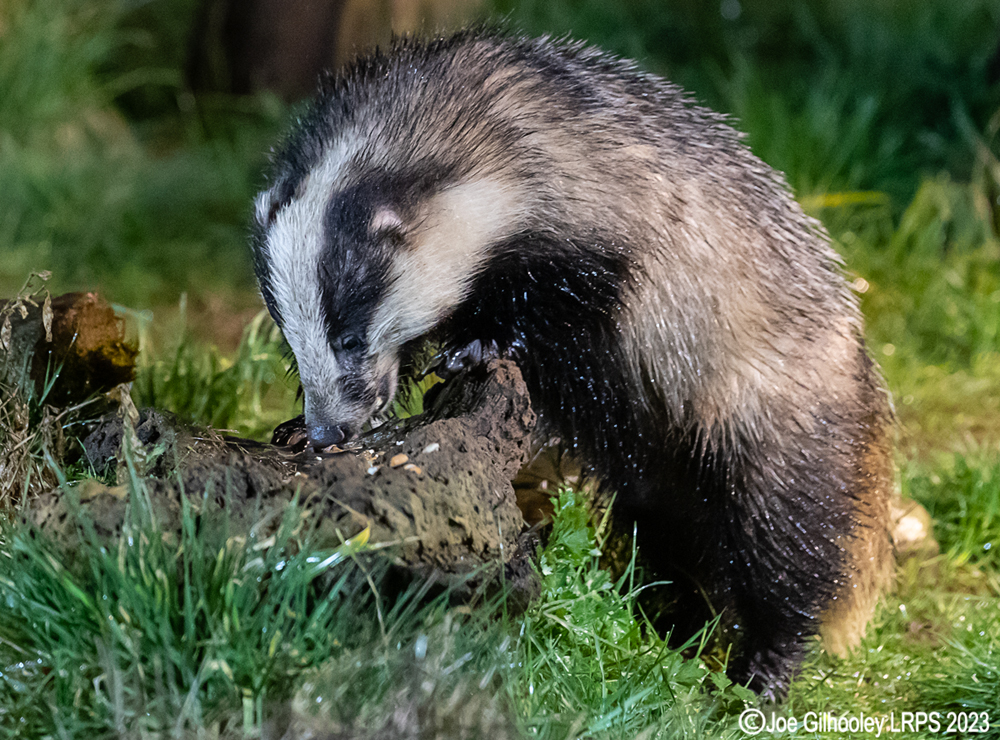 European Badger 