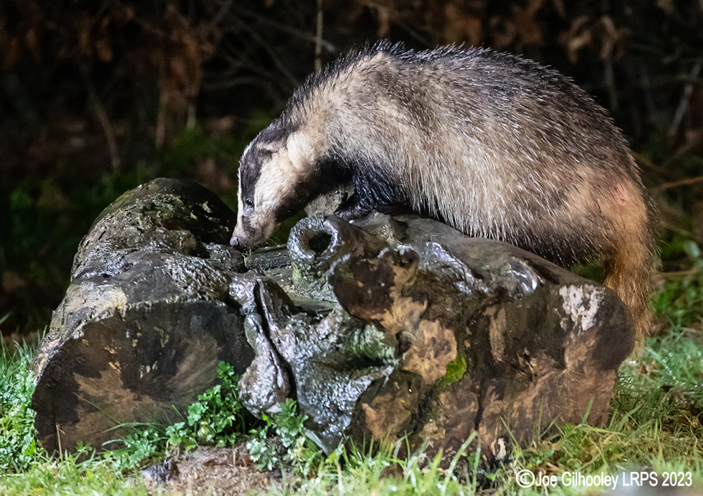 European Badger 