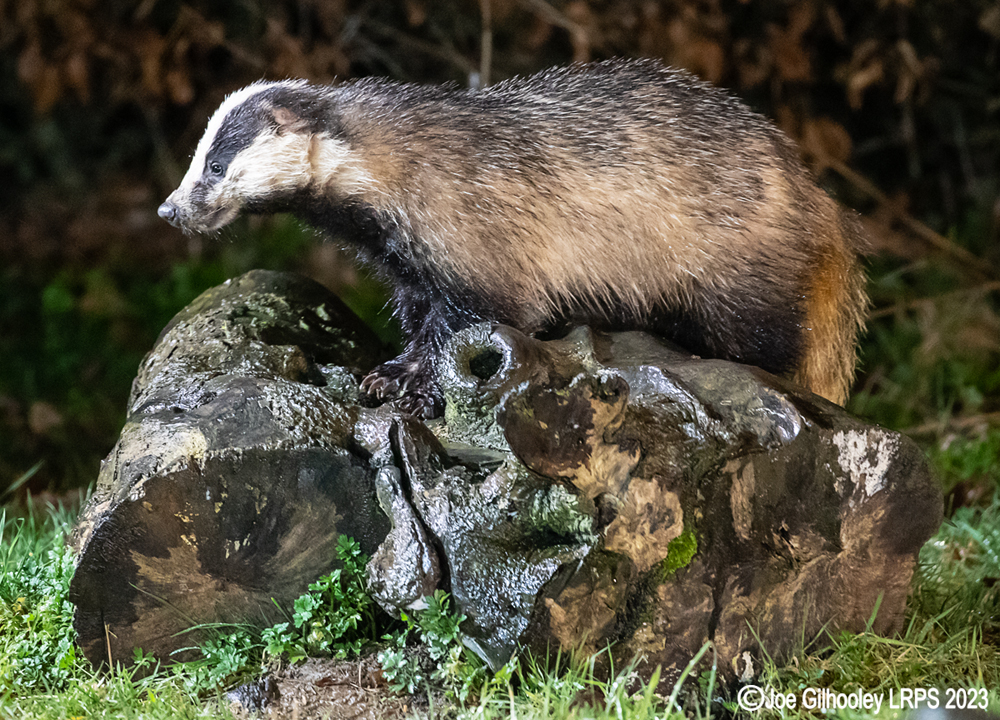 European Badger 