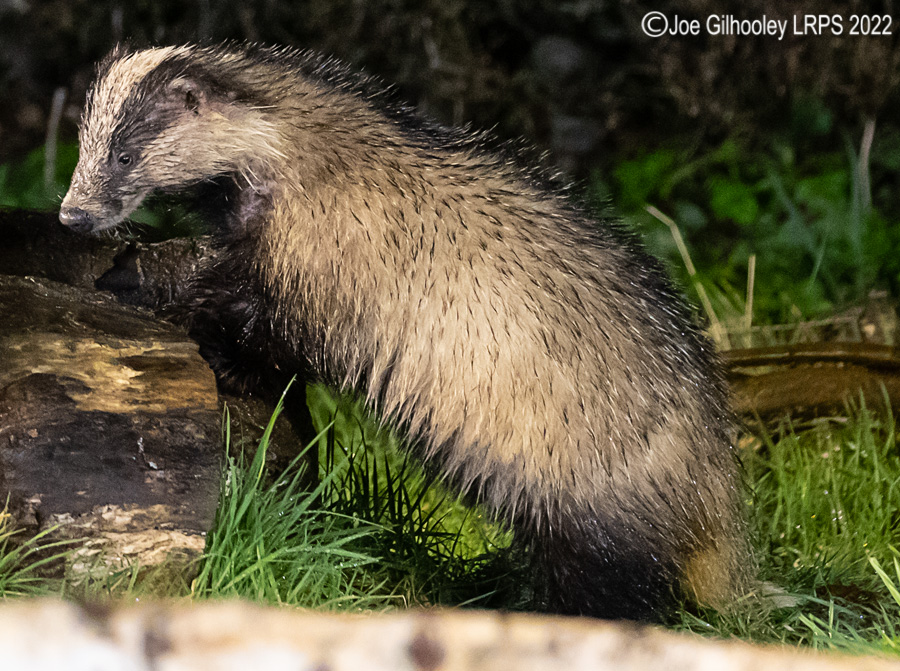 European Badger 