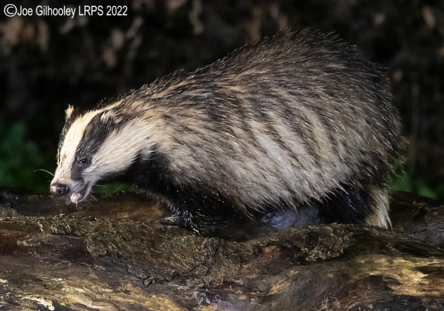 European Badger 