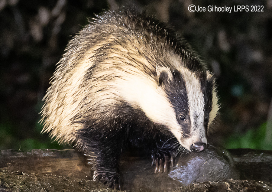European Badger 