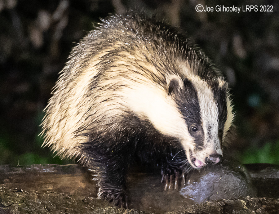 European Badger 