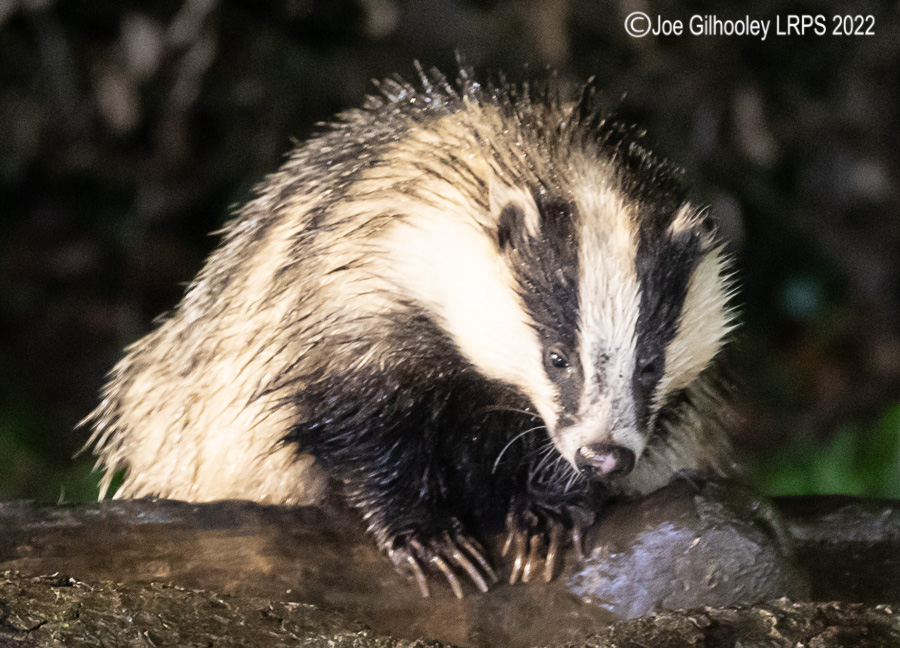 European Badger 