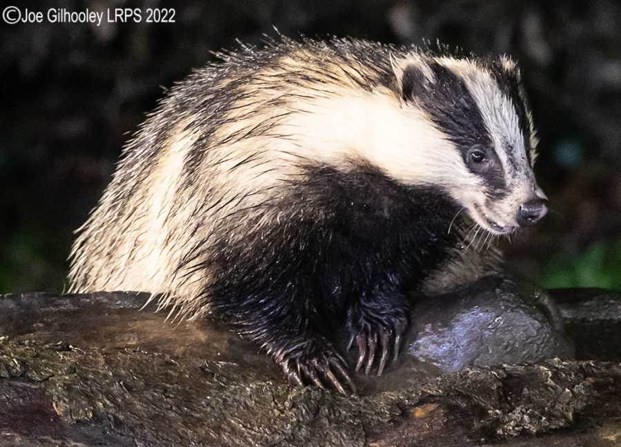 European Badger 