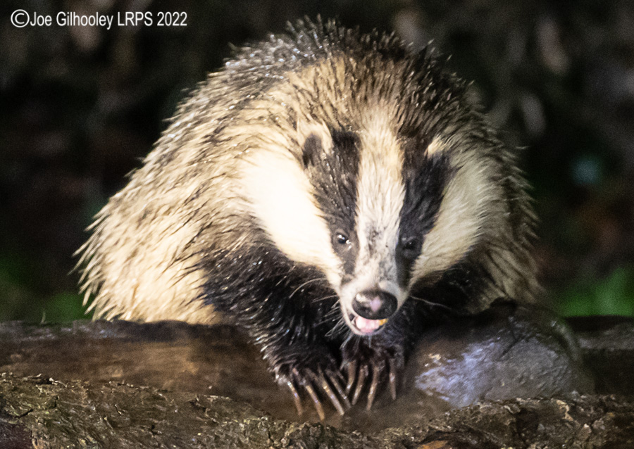 European Badger 
