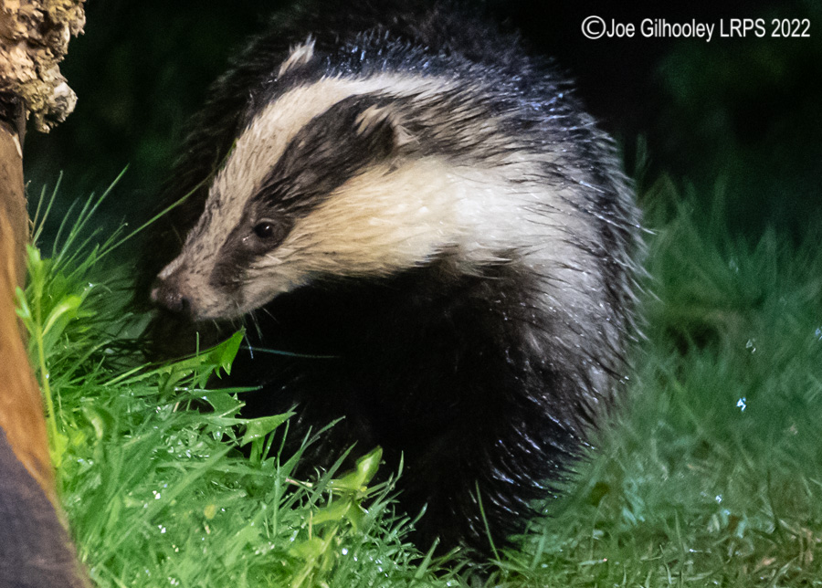 European Badger 
