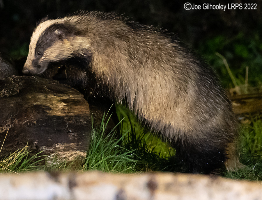 European Badger 