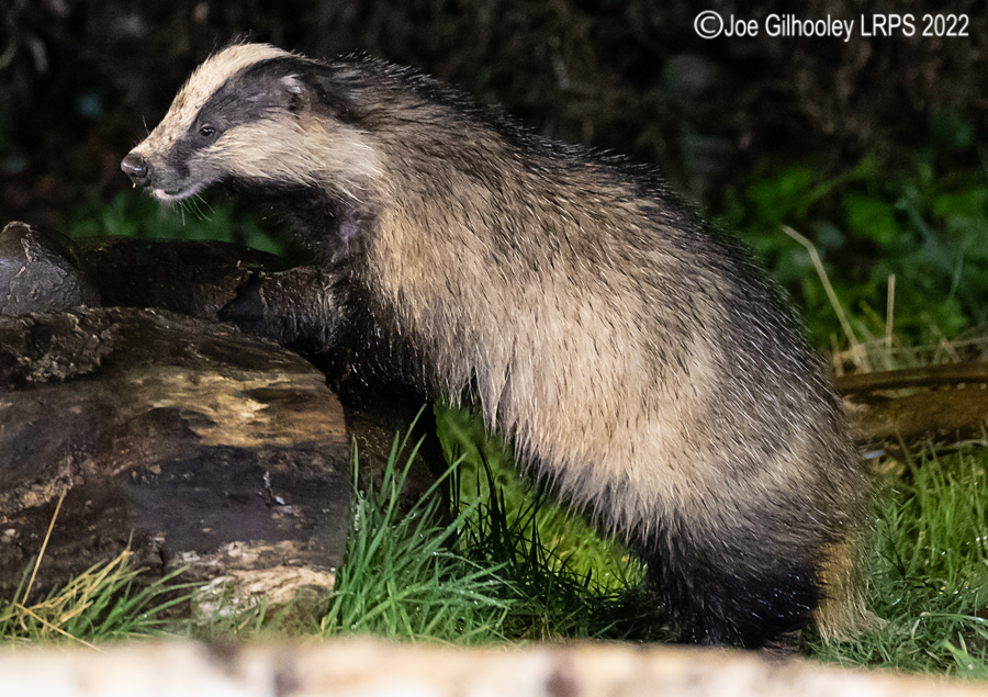 European Badger 