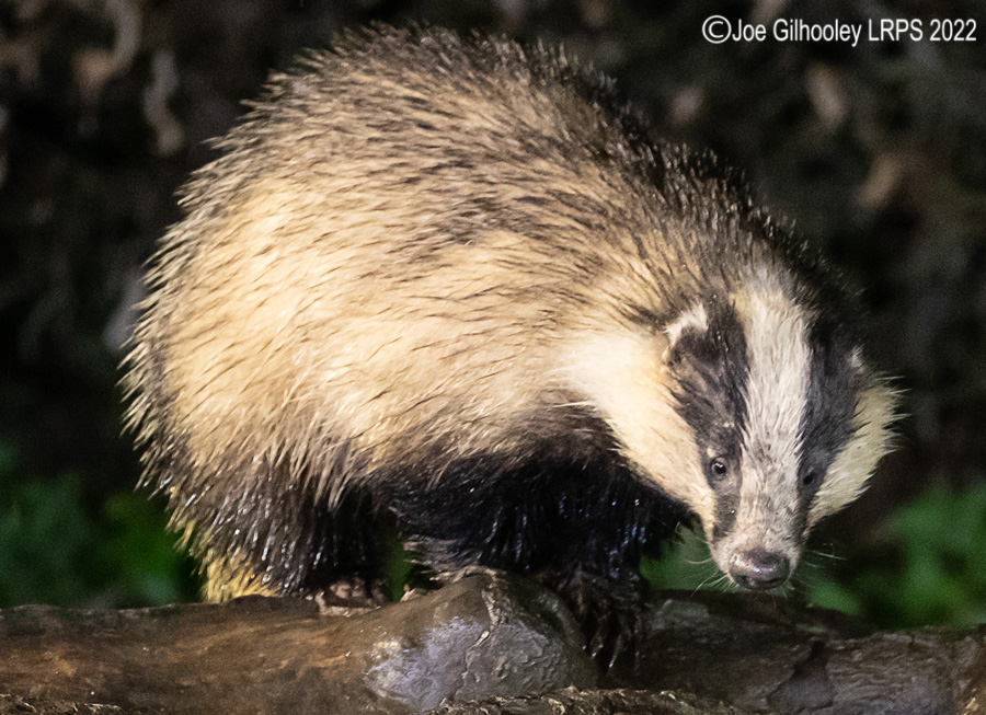 European Badger 