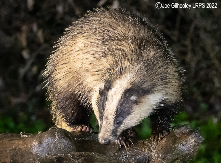European Badger 