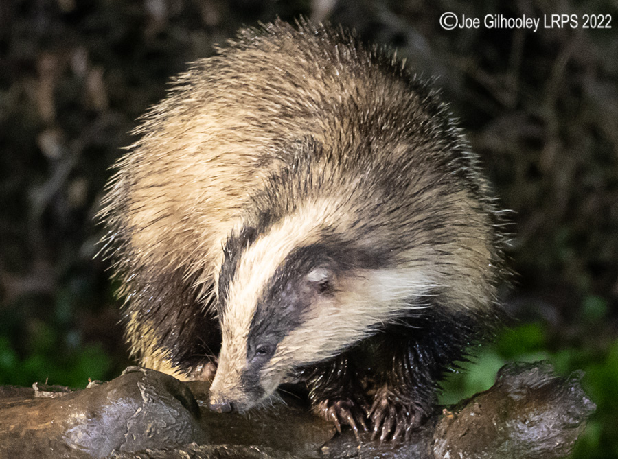European Badger 