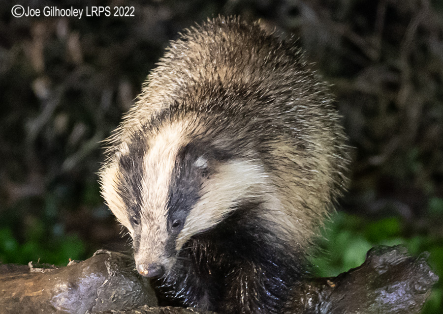 European Badger 