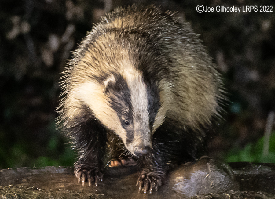 European Badger 