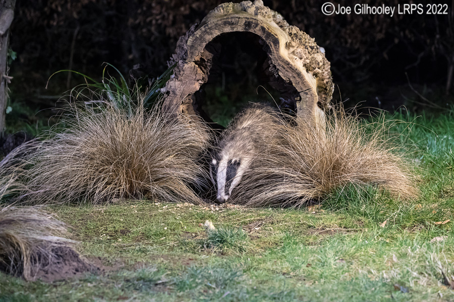 European Badgers