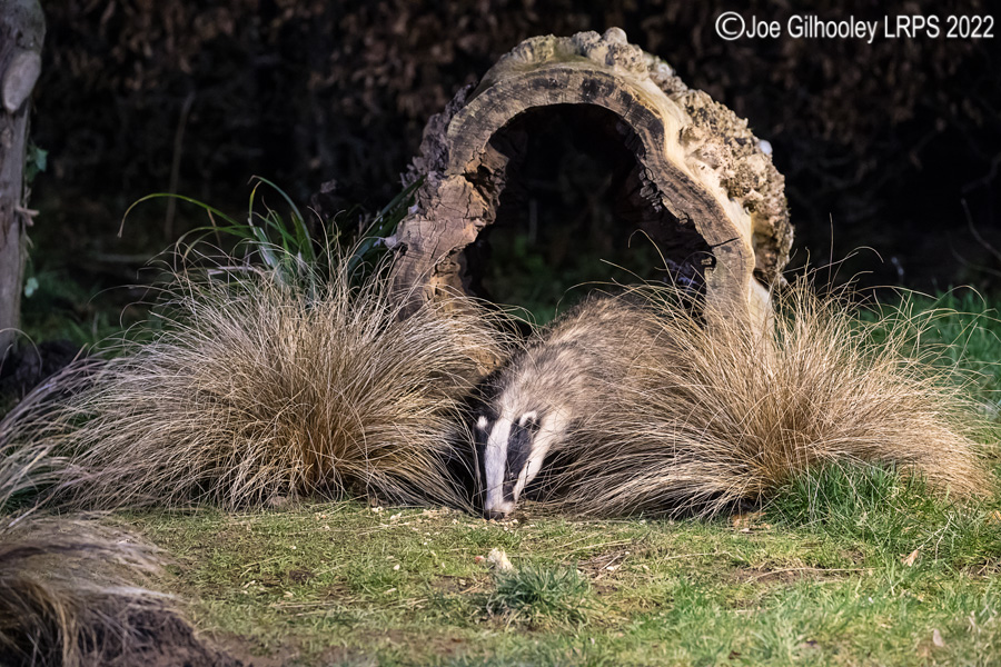 European Badgers