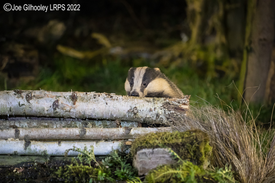 European Badgers