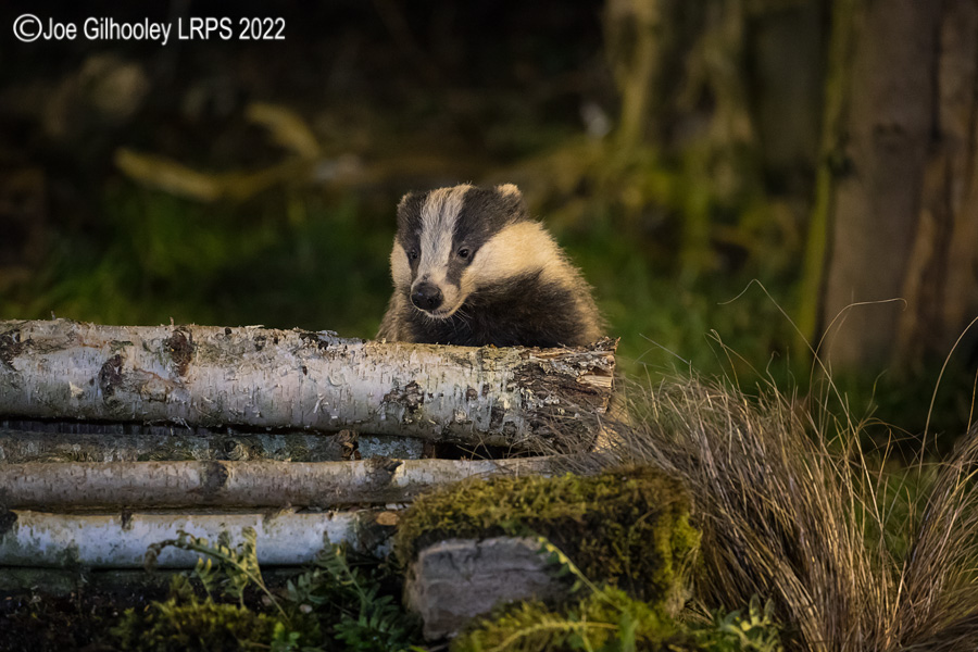 European Badgers