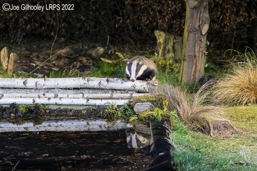 European Badgers