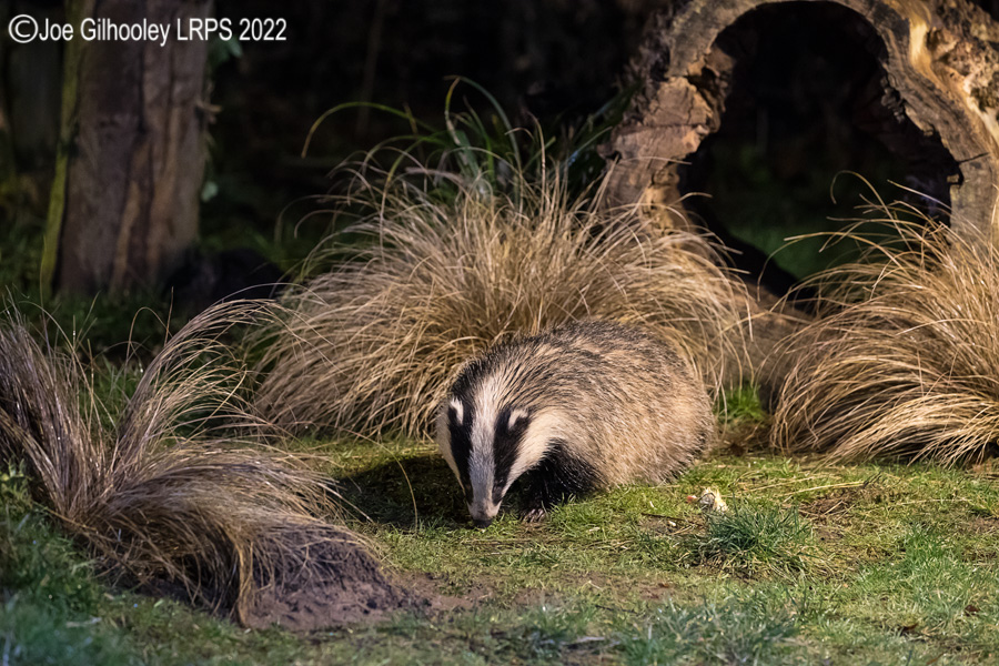 European Badgers