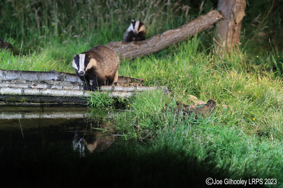 European Badgers