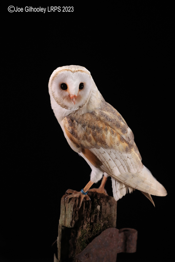 Barn Owl