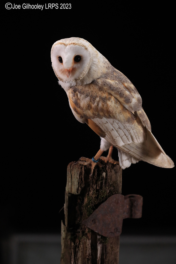 Barn Owl