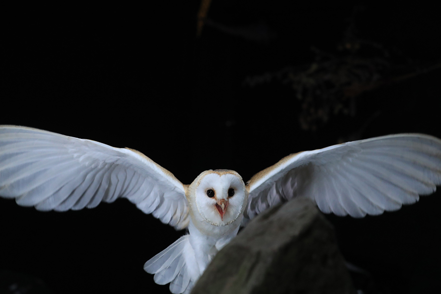 Barn Owl in Flight Barn Owl in Flight