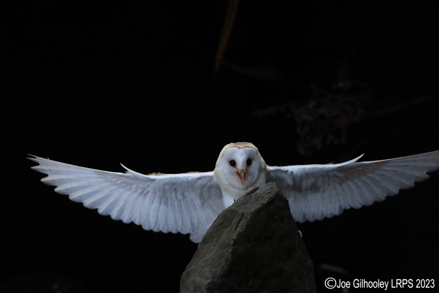 Barn Owl in Flight Barn Owl in Flight
