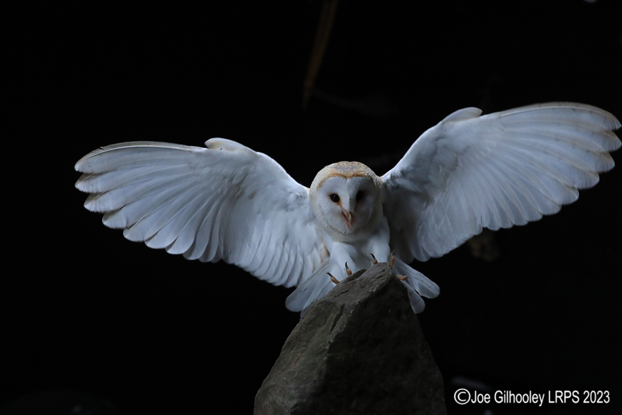 Barn Owl in Flight Barn Owl in Flight