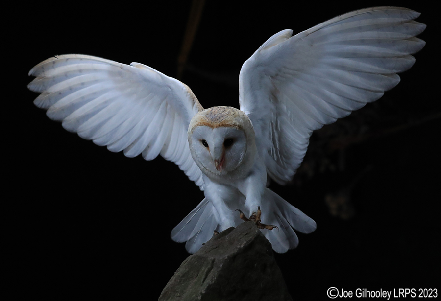 Barn Owl in Flight Barn Owl in Flight