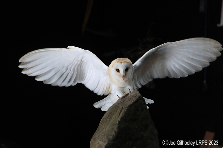 Barn Owl in Flight Barn Owl in Flight