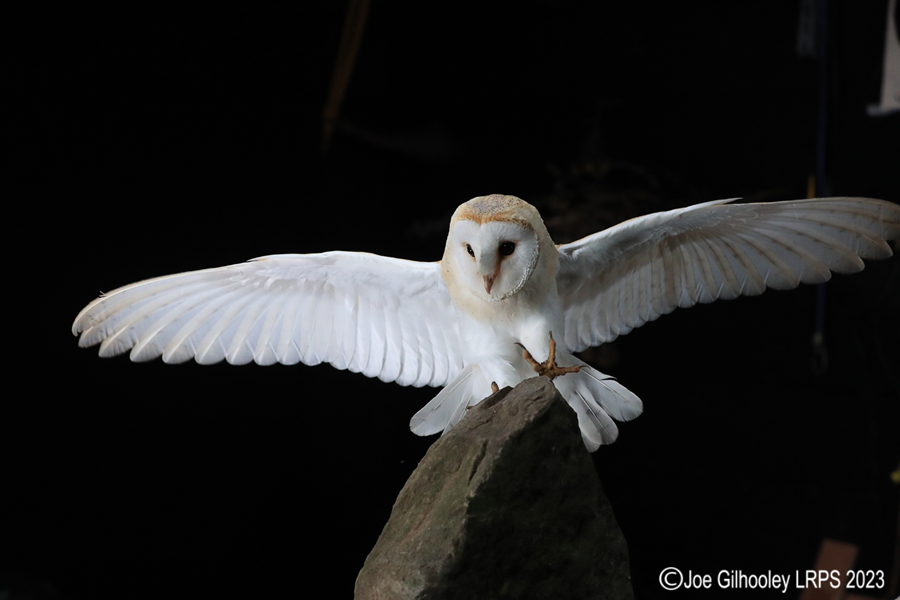 Barn Owl in Flight Barn Owl in Flight