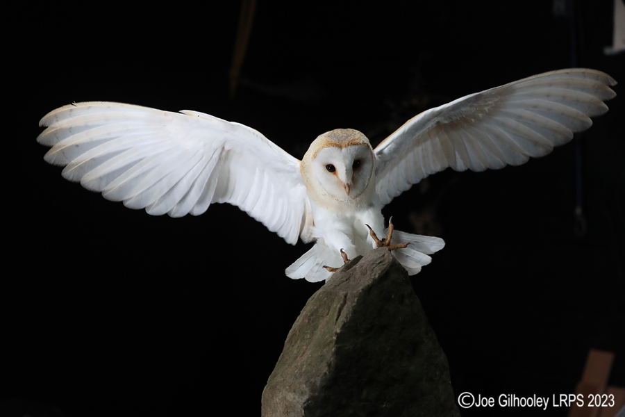 Barn Owl in Flight Barn Owl in Flight
