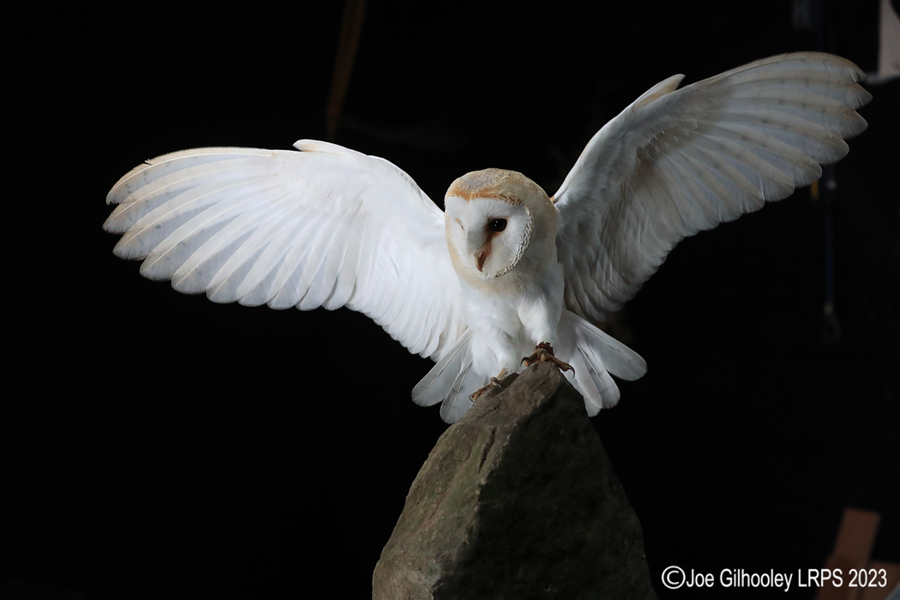 Barn Owl in Flight Barn Owl in Flight