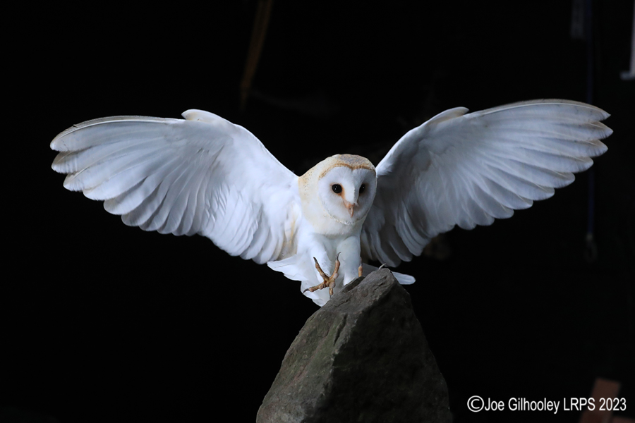 Barn Owl in Flight Barn Owl in Flight