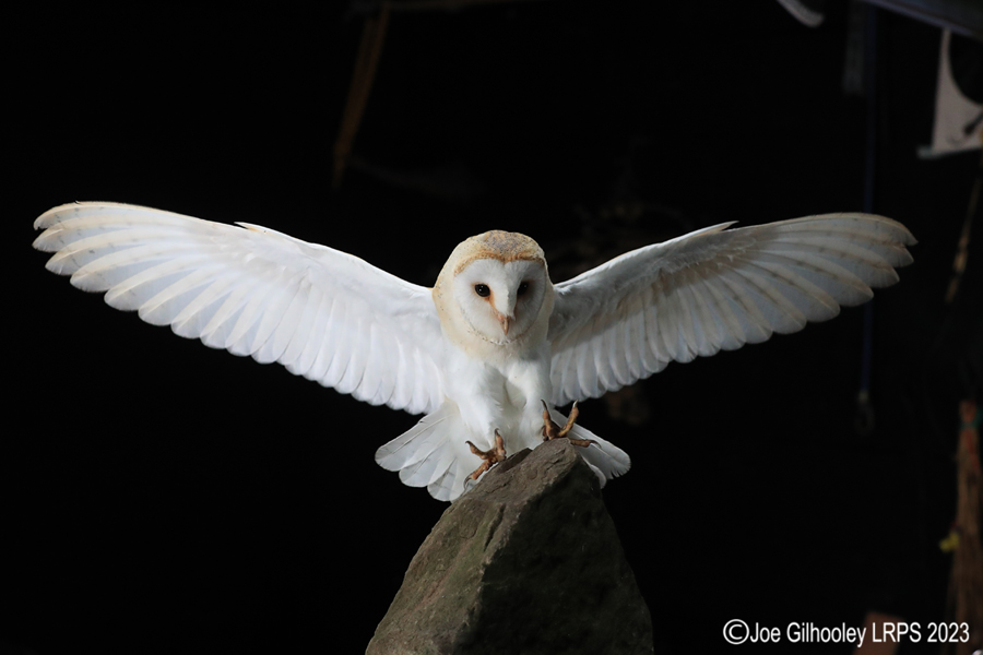 Barn Owl in Flight Barn Owl in Flight